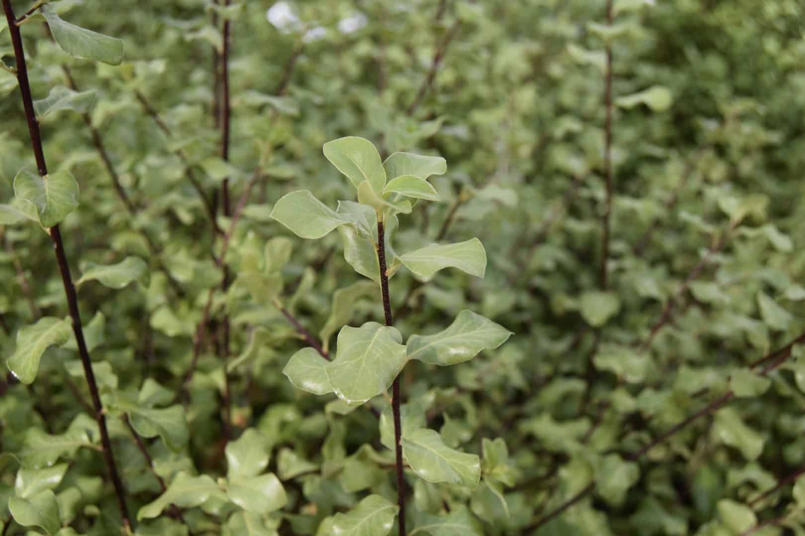 Pittosporum tenuifolium 'Wrinkled Blue'